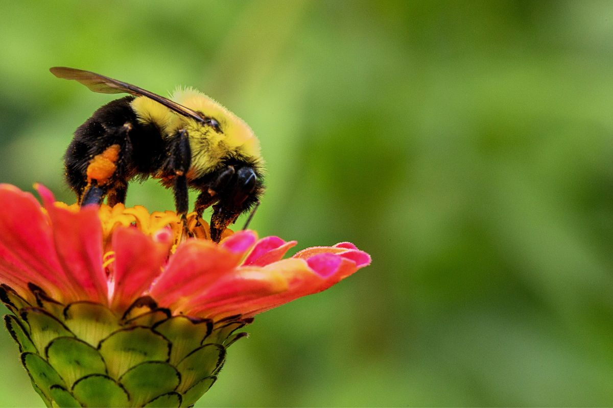 Corporate Bumblebees | Bumblebee on flower